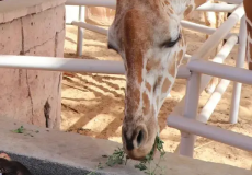 689b032c7299f 689b032c7299f